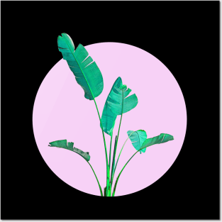 Banana Palm Tree Posters and Art